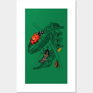 Lady Bug Life-Cycle Doodle Posters and Art